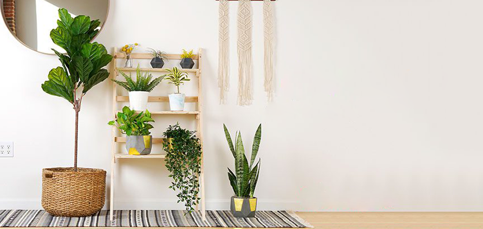 Add Plants to Your Space